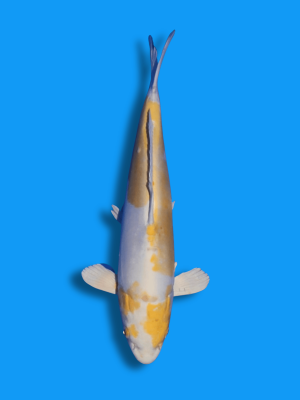 Doitsu Hariwake | Koi&Co.